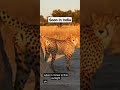 34k views tiger in brazil shotrsanimal bejoban dil