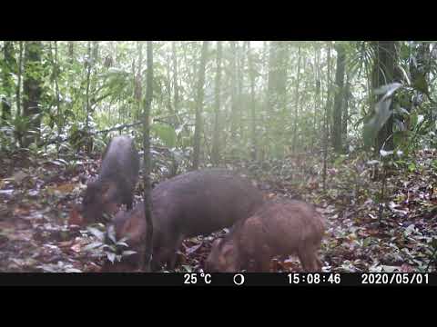 une horde de pécaris à lèvres blanches (Tayassu pecari)