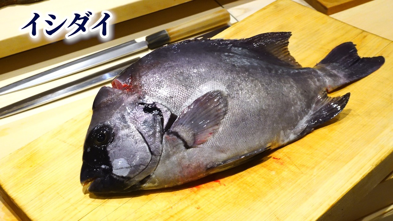 【板前が教える】イシダイの捌き方
