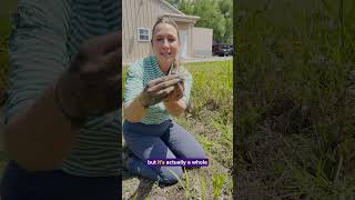 LSUs Kaelyn Fogelman digs for crawfish in the name of science