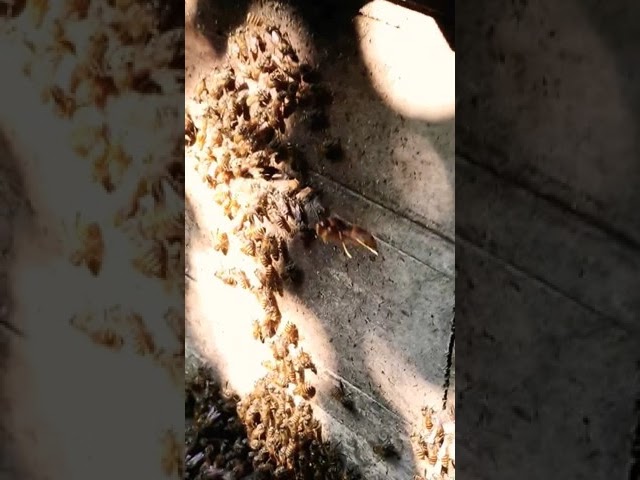 tawon adal predator lebah class=