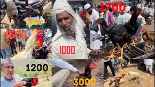 Indias Biggest Aseel Murga Market Mandi