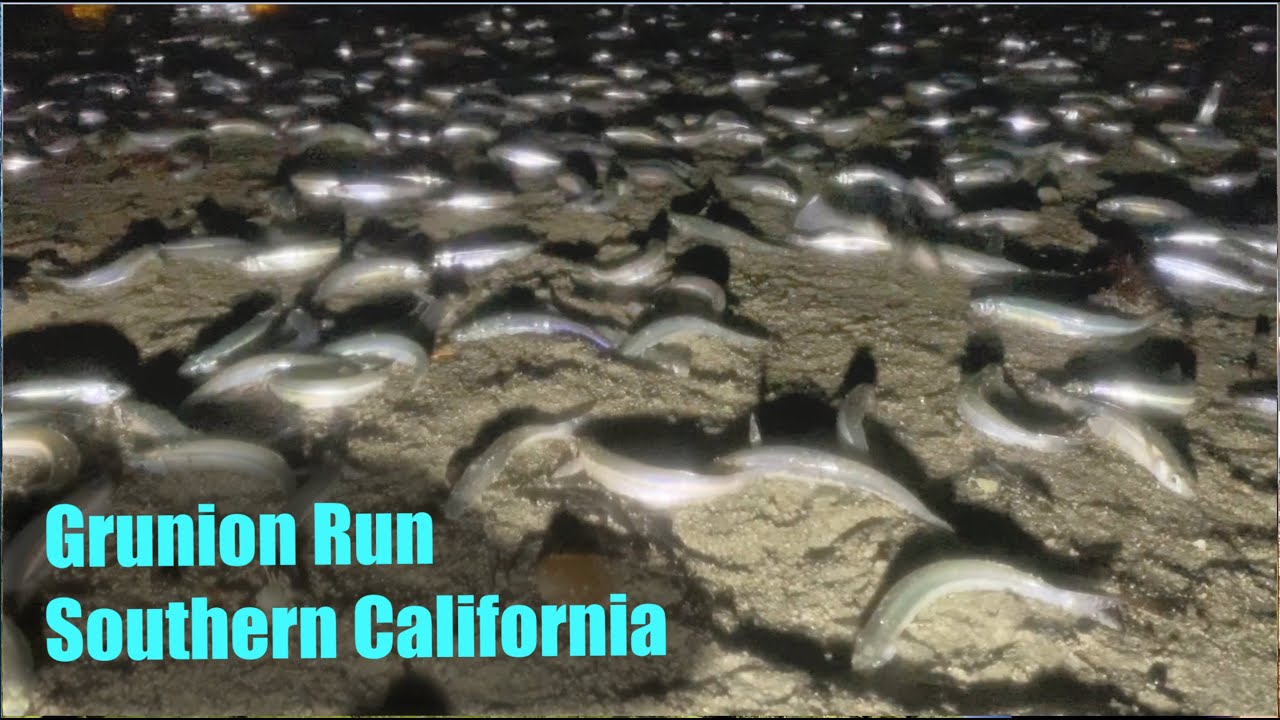 GRUNION RUN In Southern California Educational Video YouTube
