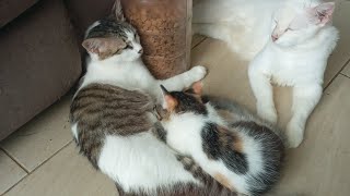 Cats \u0026 kittens are 872 \u0026 781 \u0026 707 \u0026 624 \u0026 523 \u0026 506 \u0026 458 \u0026 382 \u0026 267 \u0026 229 \u0026 129 \u0026289 \u0026223 \u0026121\u002687