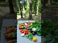 The Chef Who Left Gourmet Kitchens for a Treehouse Retreat