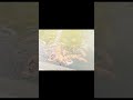 Murshidabad Hazar Duyari #love #water #shorts #youtubeshorts #shortsfeed #ytshorts #motijhil #fish