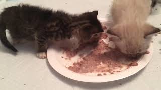 Sun, Moon and Star by Save Our Cats and Kittens Shelter 7 views 5 years ago 24 seconds