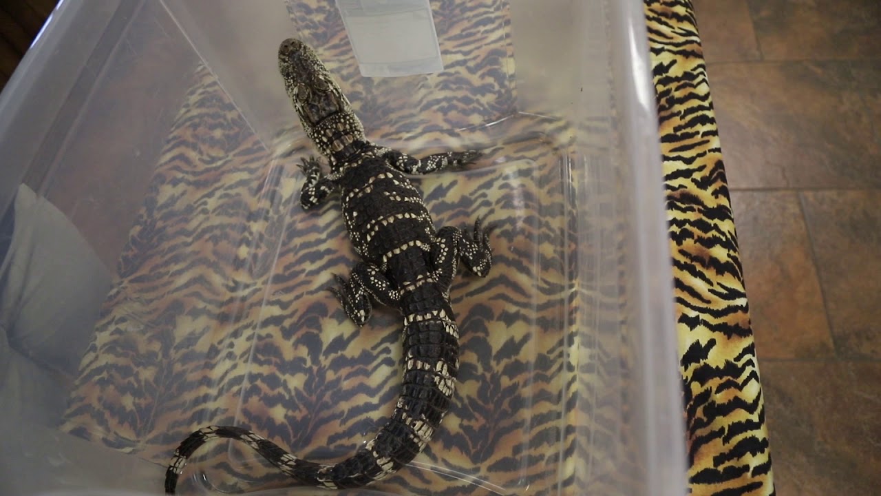 1st Grade Lesson Three | Animal Parent Patterns (1 LS1 2) - YouTube