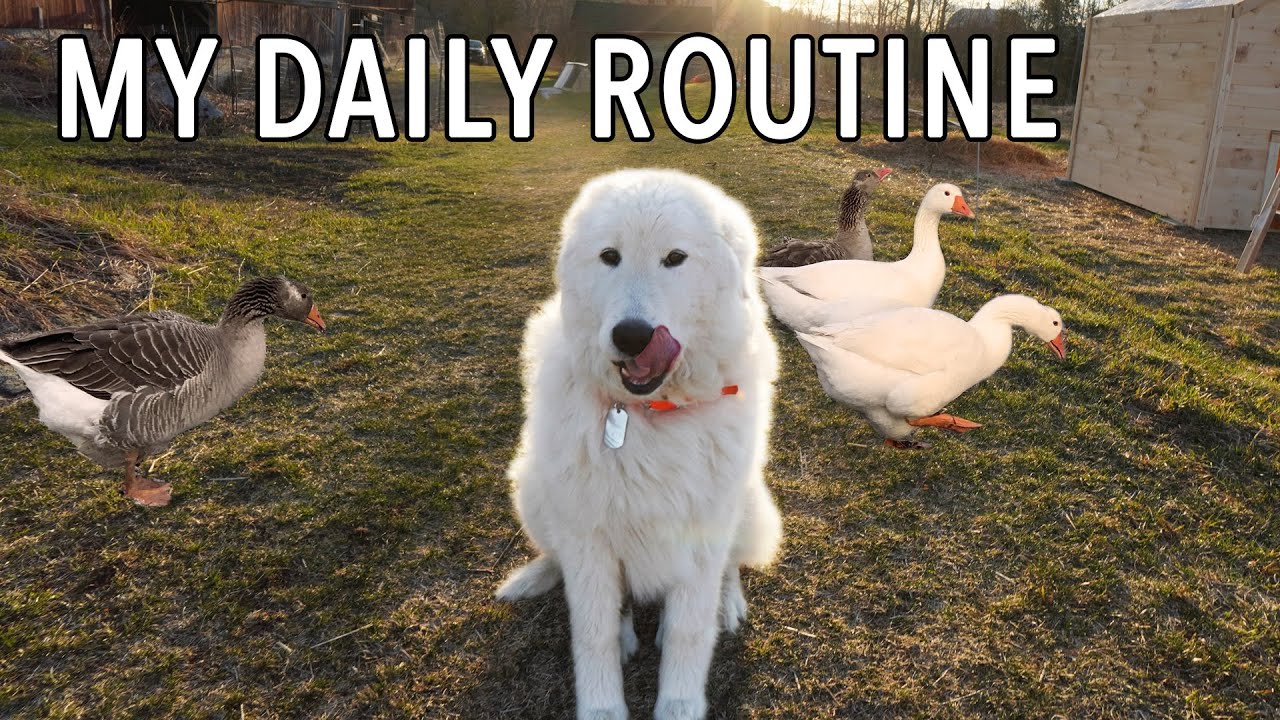 Day in the Life: Balancing Farming and a Full Time Job