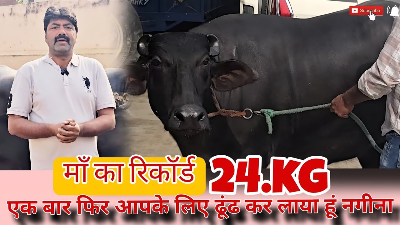 मुर्रा ब्रीड के ऊपर काम करने वाले पश्चिम उत्तर प्रदेश के सोनू भाई से मुलाकात करते हैं कटड़ा कटिया 