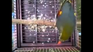 Kicau Burung Robin Isian Gacor