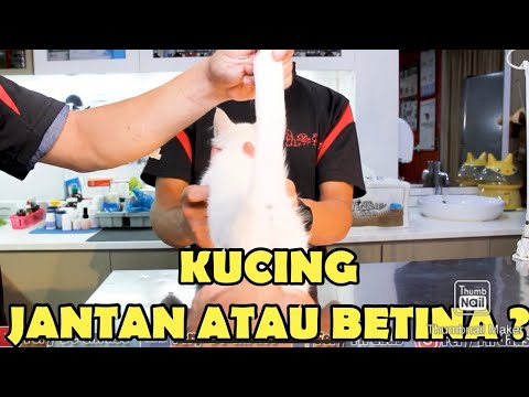 Video: Perbedaan Kucing Jantan Dan Betina