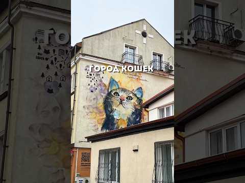 Город Кошек #калининград