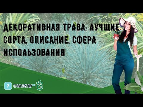 Декоративная трава: лучшие сорта, описание, сфера использования