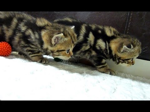 funny-kittens---crouching-tigers-stalking