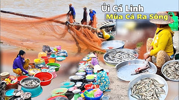 Mùa Cá Ra Sông – Ủi Cá Trên Sông Mekong Trúng Lớn -Tân Châu An Giang