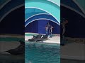 演技を間違えた事に気づいたイルカの反応が...( ́&forall;`)カワッ【鴨川シーワールド.イルカのパフォーマンス】