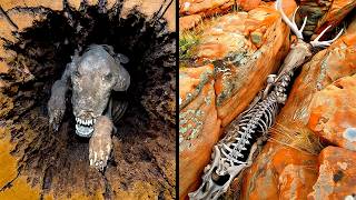 Unique Animals That Nature Treated Unfairly