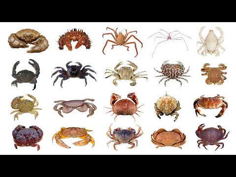 تصویری: انواع مختلف خرچنگ - چند نوع خرچنگ وجود دارد