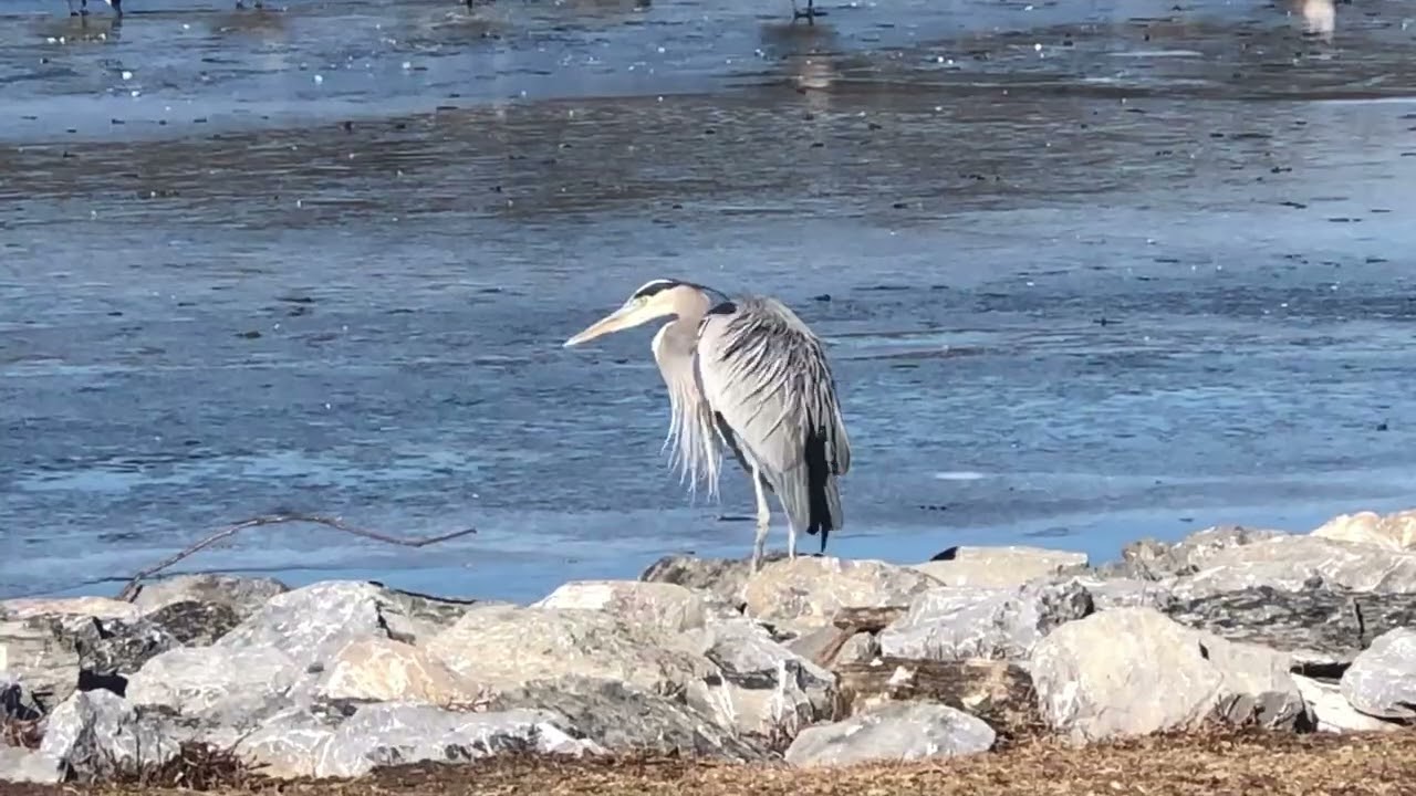 Majestic Heron, Geese & Ducks in Perfect Harmony | Peaceful Birdwatching