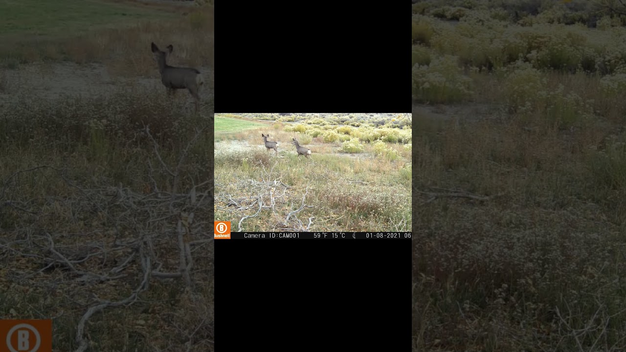 Utah Mule Deer, trail camera