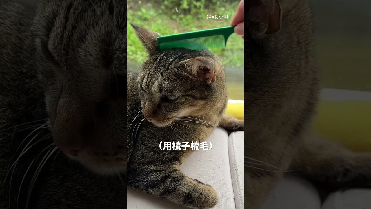 隨便梳也可以? #寵物 #cat #貓咪 #貓咪日常 #貓 縮圖
