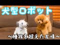 【犬型ロボット】初めてのロボットに驚くティーカッププードルの仔犬