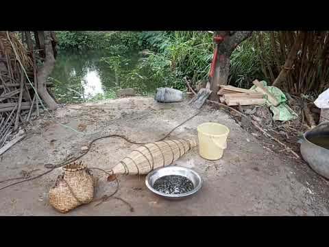 Fishes of loo from the creen.