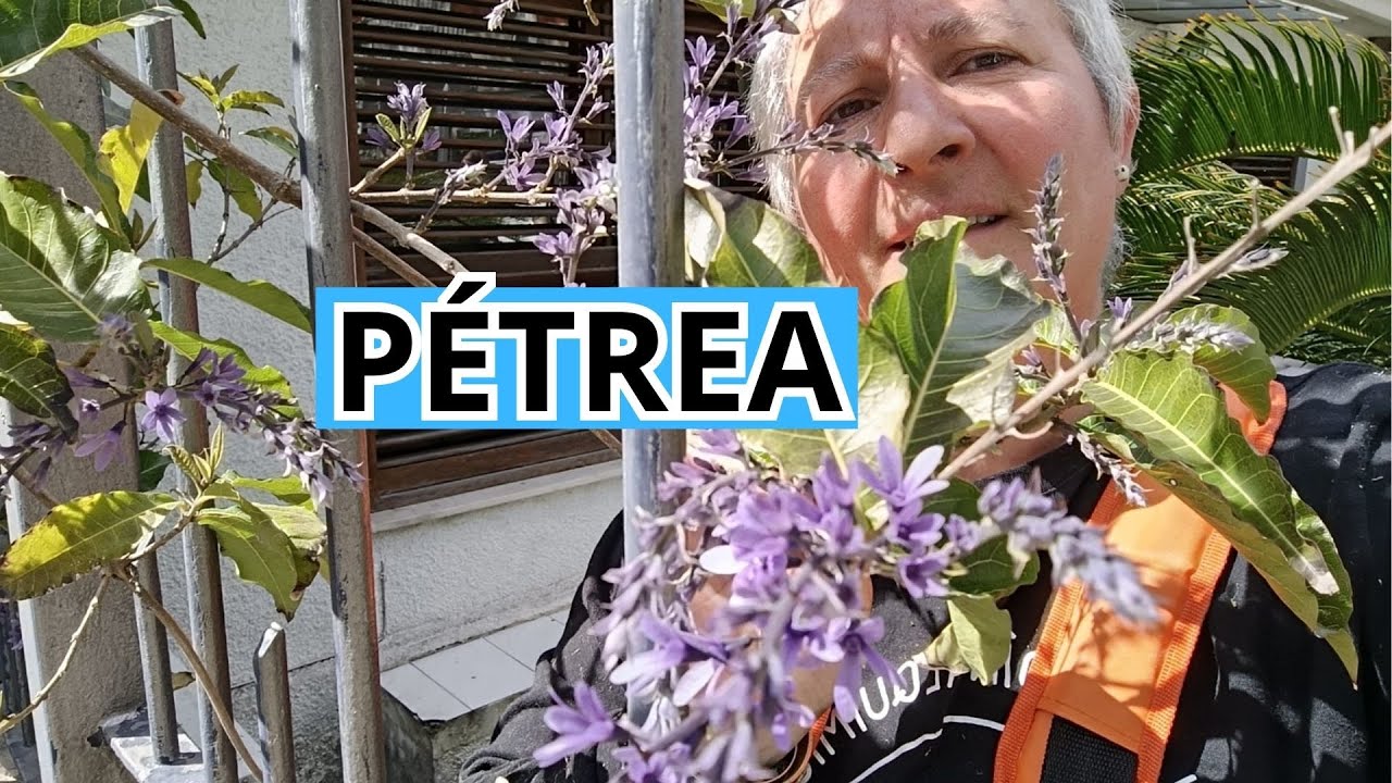 💜Trepadora violeta  fuerte, hermosa y fácil de cuidar
