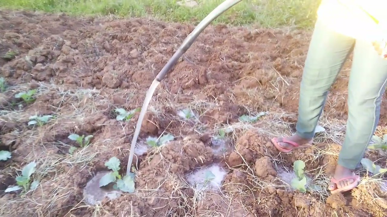 WATERING Kales (sukumawiki)