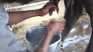 KisanKraft Milking Machine  7