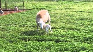 NEW ADDITION!  First lamb of the year is here!