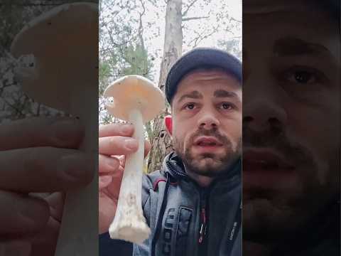 Identifier l'Amanite Vireuse