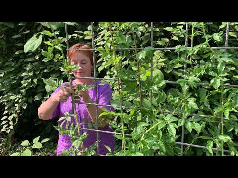 Экскурсия по Розарию Ботанического сада Петра Великого Ч6