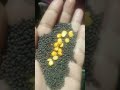 yadi aapka beta ya beti aapki baat nahin manati hai 🙏🏻🙏🏻🙏🏻 upay#short video