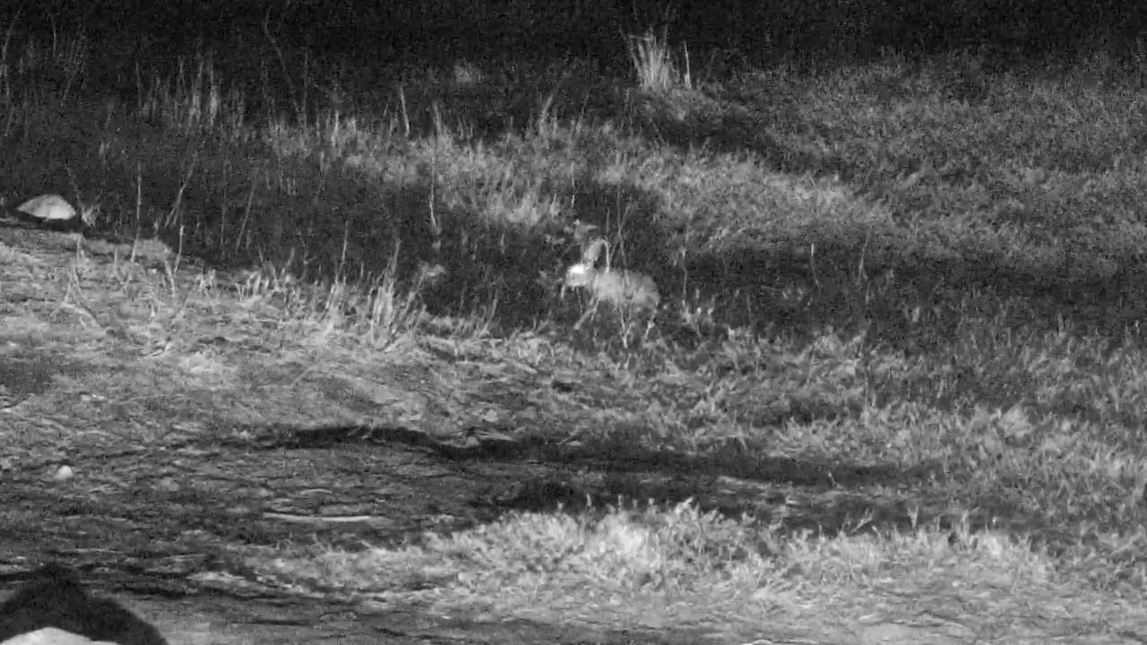 Djuma: Scrub Hare out looking for dinner - 