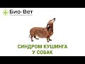 Синдром Кушинга у собак