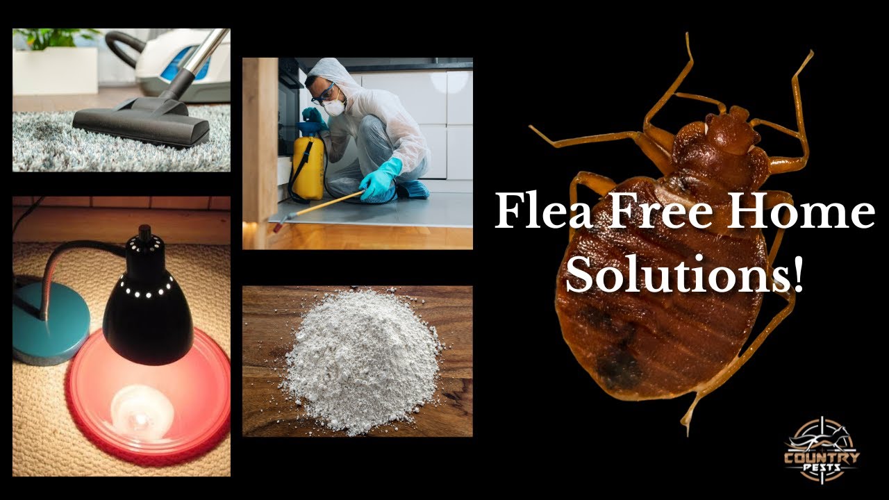 DIY Flea Traps and Home Remedies: Effective Solutions for Flea ...