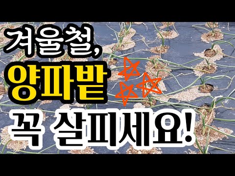 겨울철에도 양파밭 관리 필요합니다!(#겨울양파재배방법,#양파겨울나기)