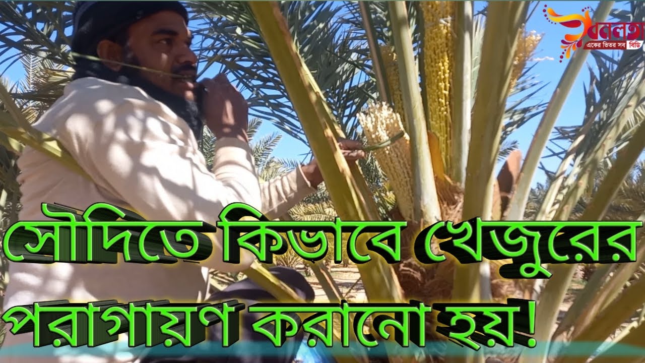 সৌদি আরবে কিভাবে খেজুরের পরাগায়ণ করা হয় ।। HOW TO POLLINATE OR SAUDI DATE