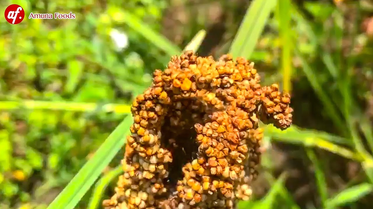 Planting Growing Millet Sorghum Simsim Sesame In Uganda Africa