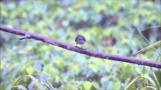 Download Lagu Sultan Tit MP3