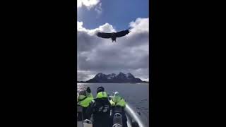 Meet the worlds biggest flying bird, the Andean Condor