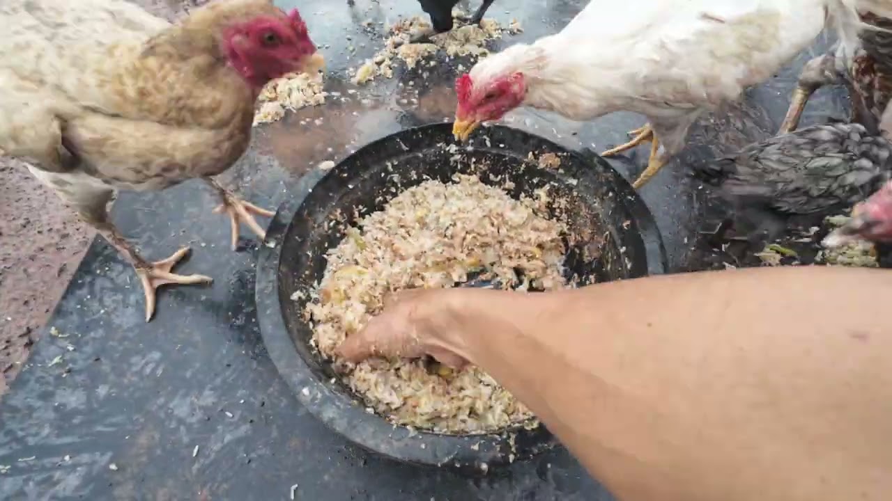 Daily action Using Simple food For boosting my Chickens!