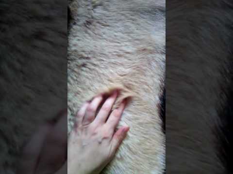 Шкурка козы выделанная