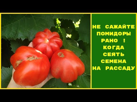 Когда сажать помидоры на рассаду?НЕ САЖАЙТЕ РАНО!