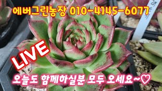 💥[LIVE] 에버그린농장 010-4145-6077(카드결제가능) 오늘도 함께하실분을 초대합니다~♡