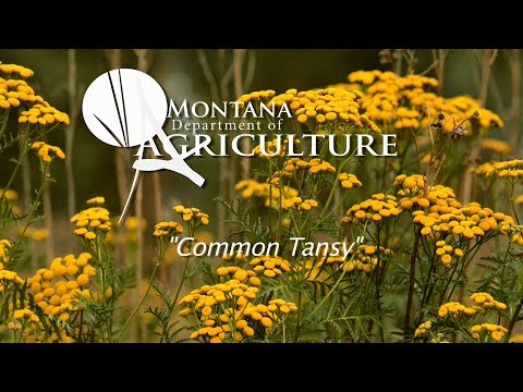 Video: A Few Words About Tansy