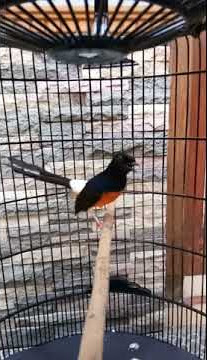 Murai batu nembak kenari by oxibird sragen