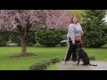 From the Trainer: Holding the Leash for a Large Dog From the Trainer: Holding the Leash for a Large Dog